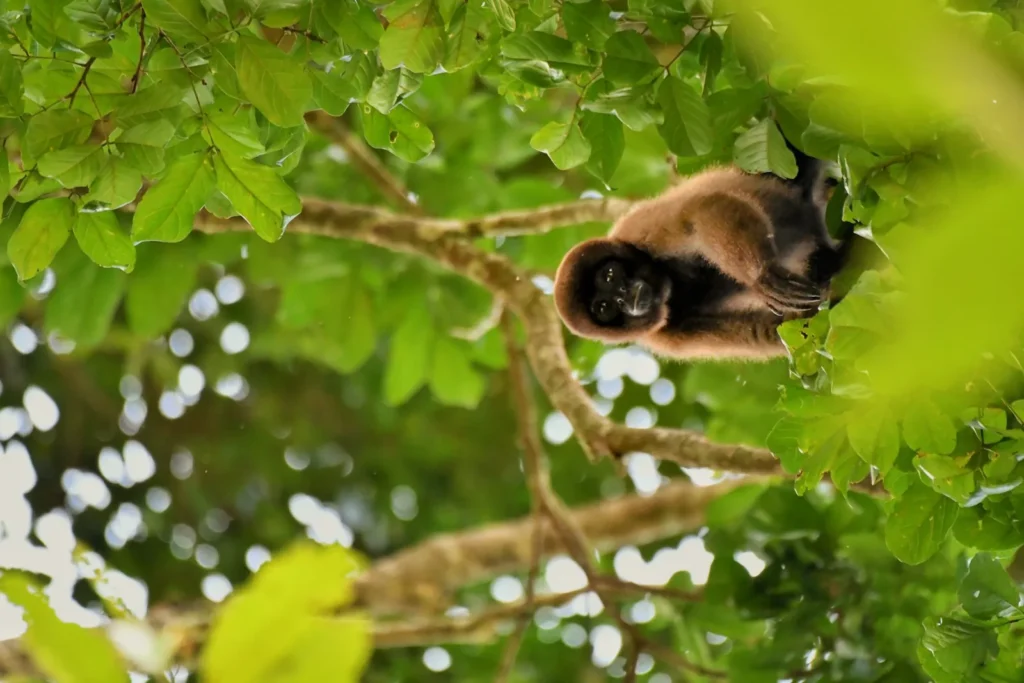 Monkeys in the rainforest canopy at Panayaku, Ecuadorian Amazon